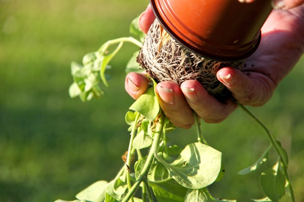 9 Benefits of Small-Scale Gardening in Retirement