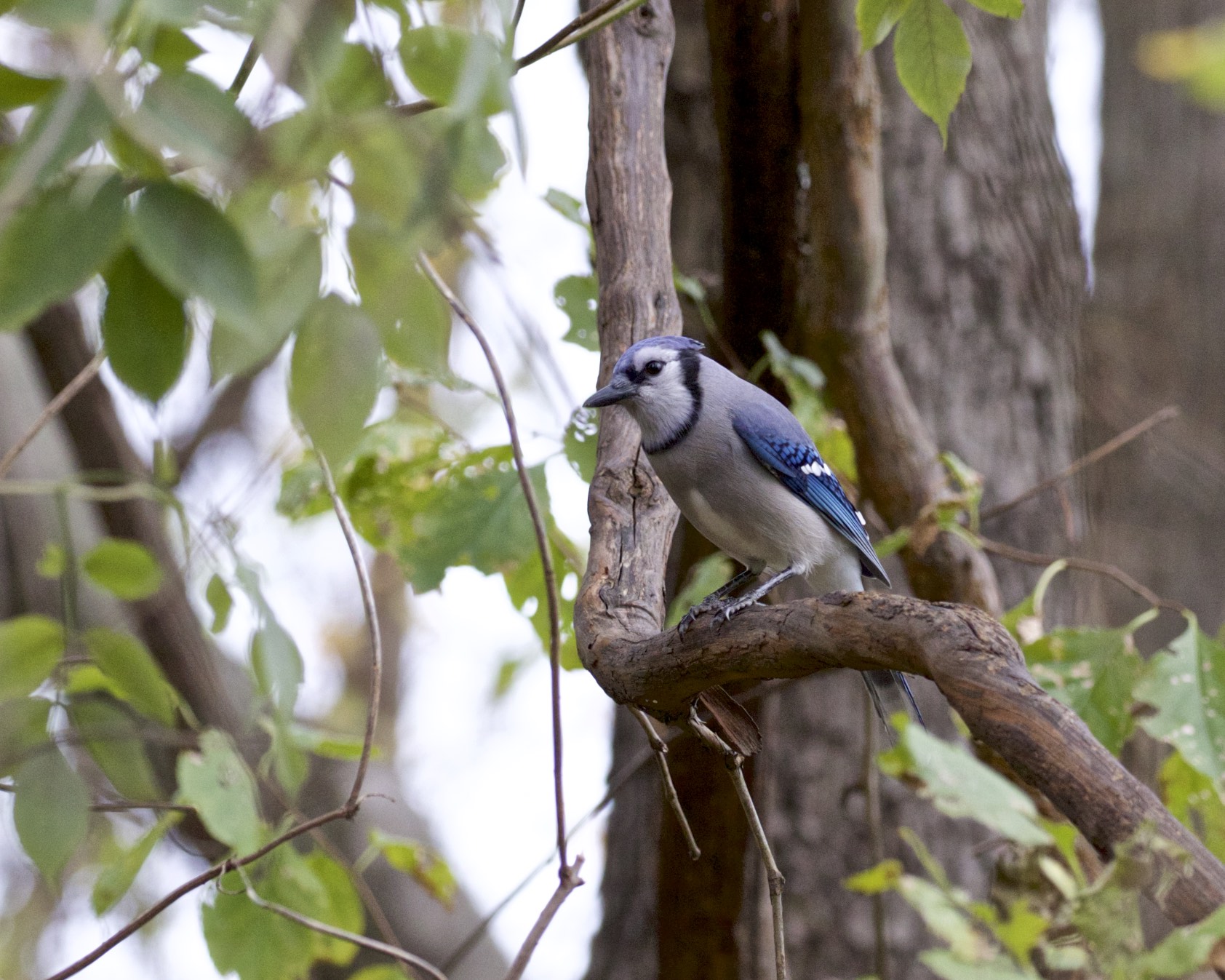 BlueJay