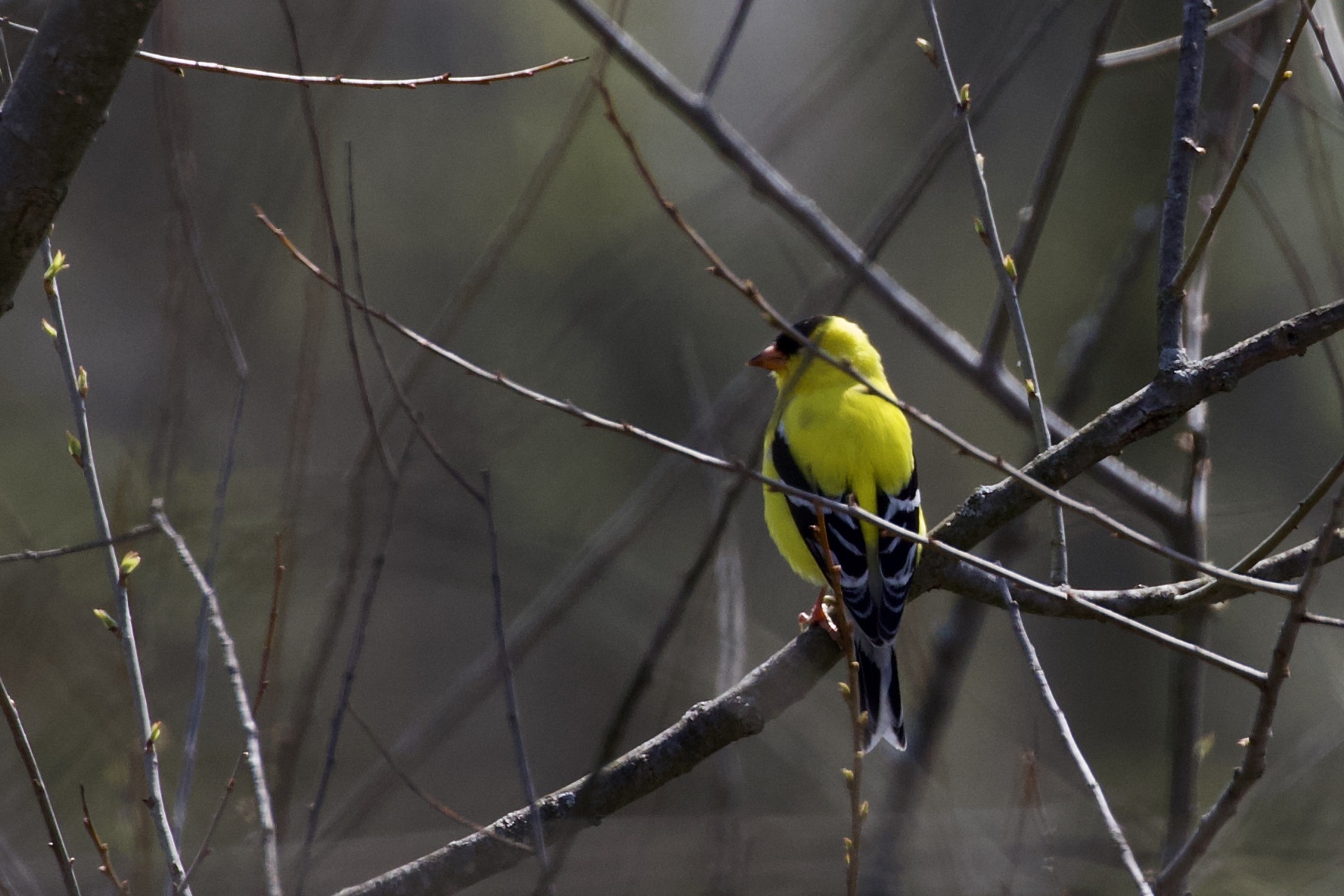 GoldFinch