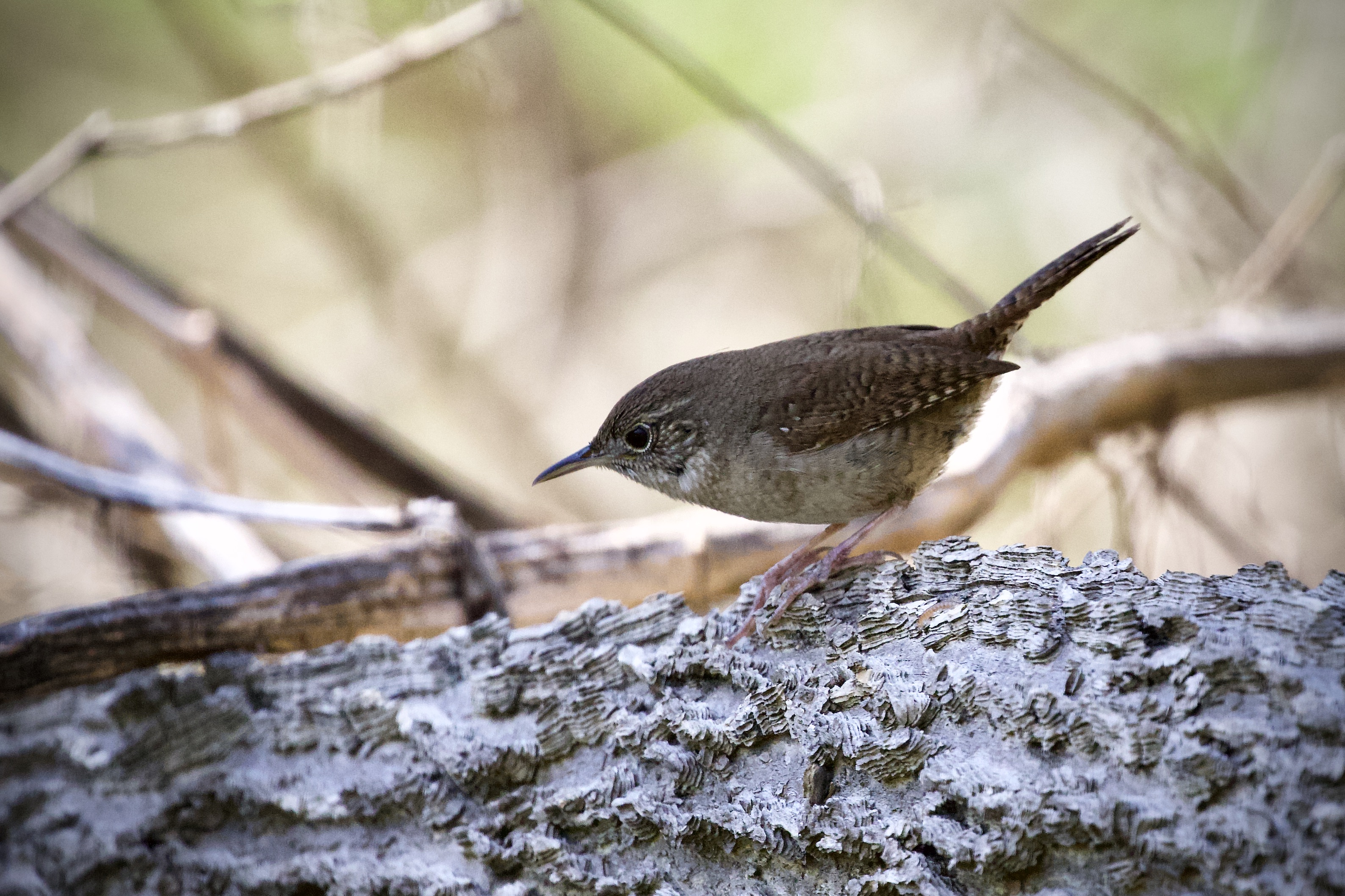 HouseWren