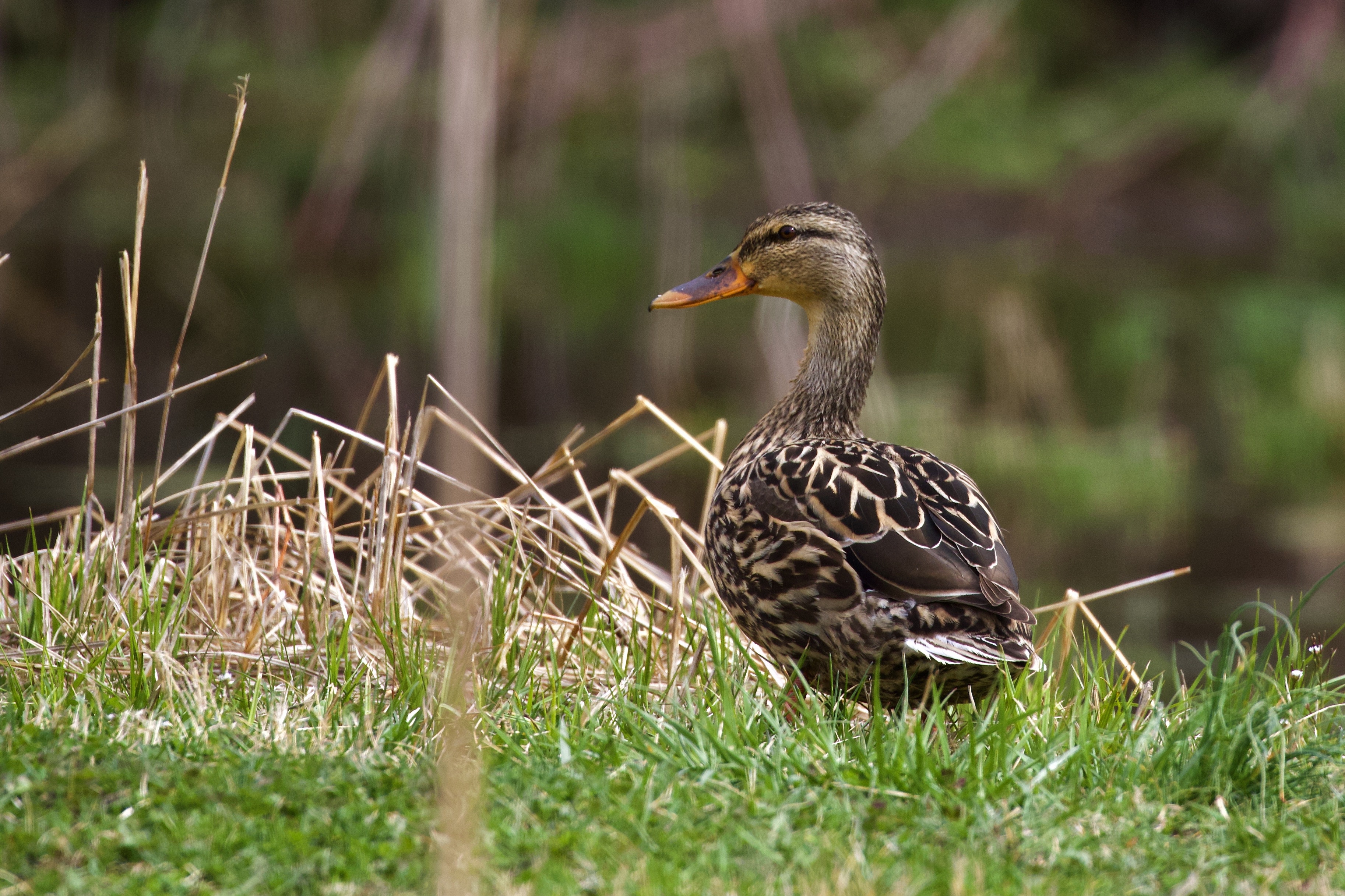 Mallard