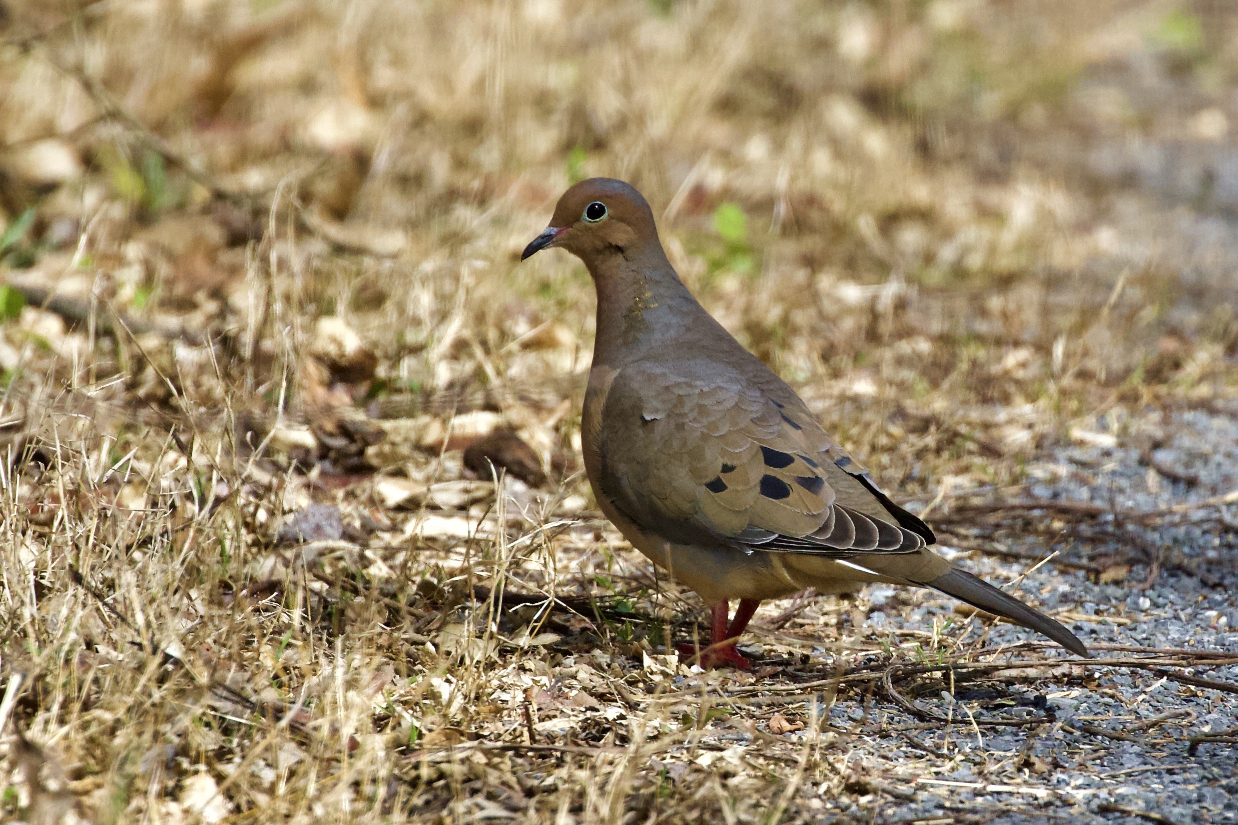 MourningDove