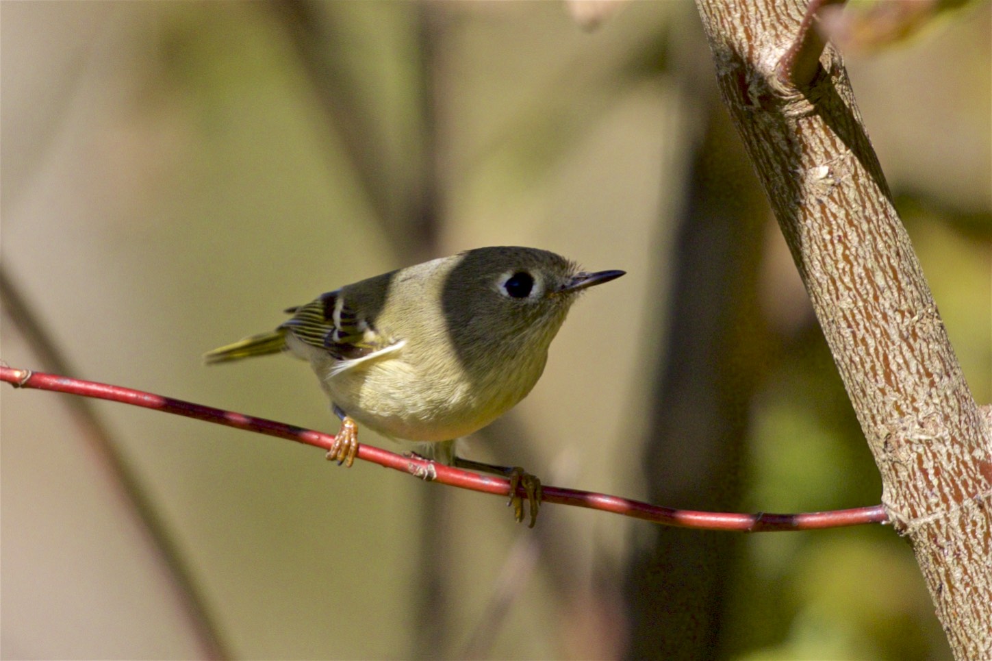 Ruby-crownedKinglet