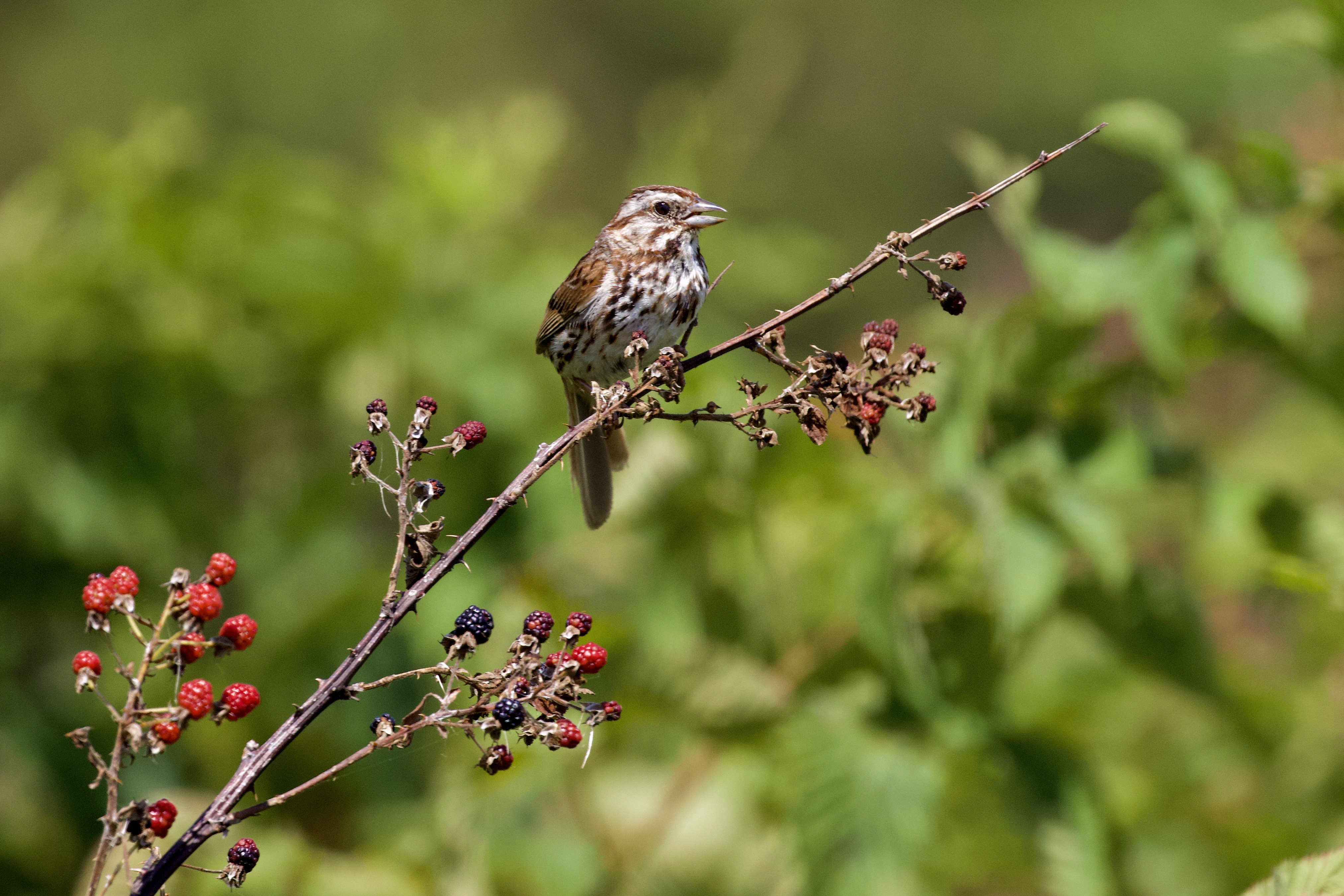 SongSparrow