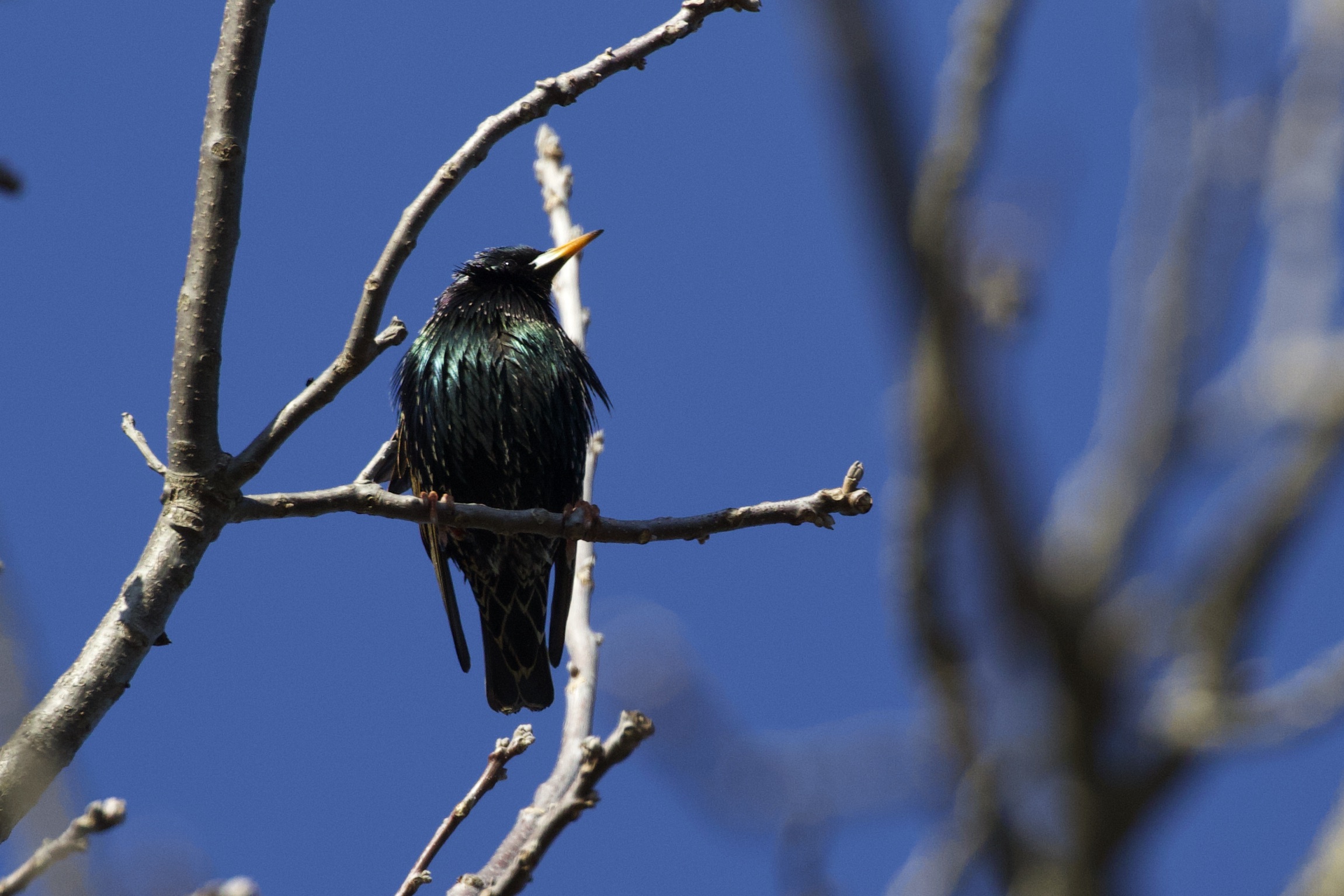 Starling