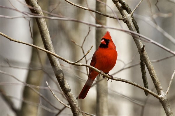 Birding at Chapel Pointe